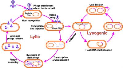 Phages against killer superbugs: An enticing strategy against antibiotics-resistant pathogens